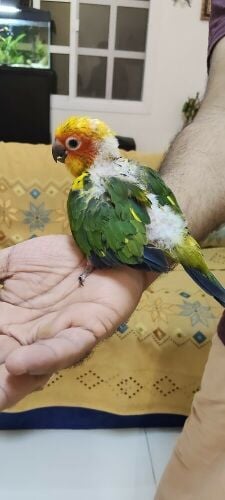 Sun Conure