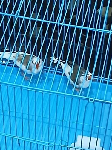 طيور الزيبرا للبيع