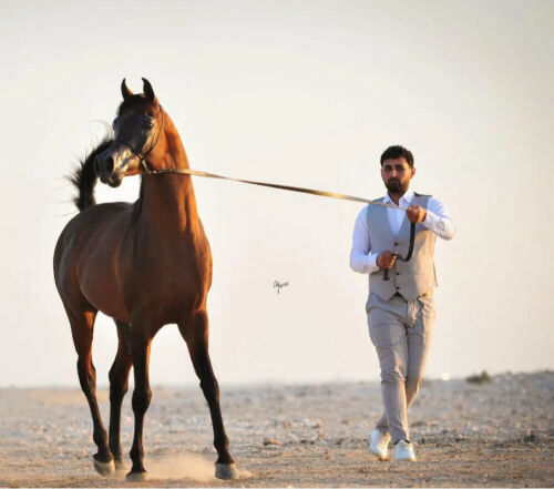 عمر محمد 