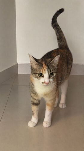 Female Cat for adoption 
