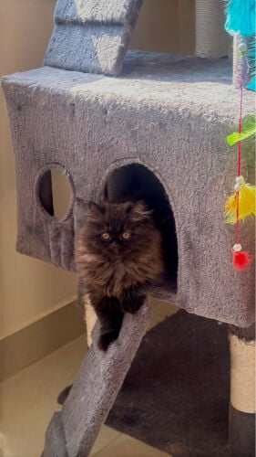kittens for sale 