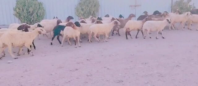 غنم طيبه سورية وعرب
