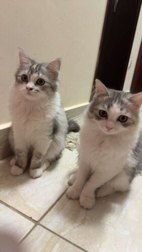 Sherazi cat