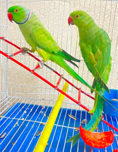 green parrot