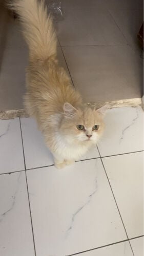    Cat for adoption
