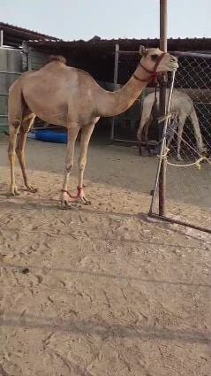 للبيع 