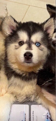 Husky Puppy with Unique Eyes