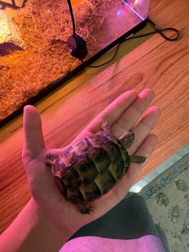 Russian tortoise 