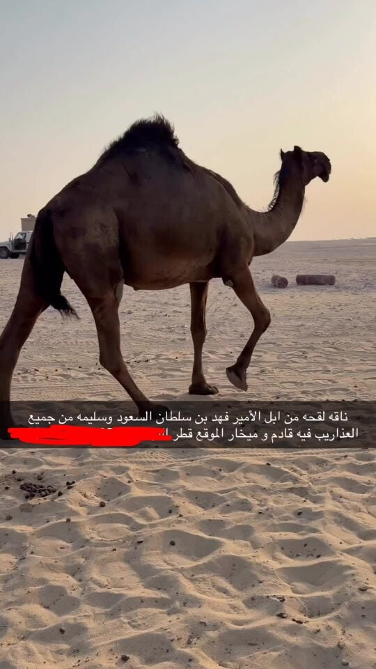 لقحه طيبه جدا