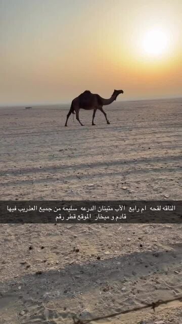 ناقه لقحه 