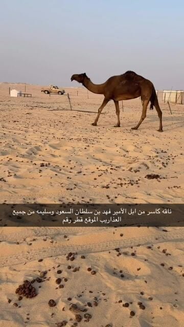 ناقه كاسر 
