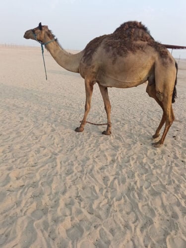 ناقتين خلفات ذا الزمان