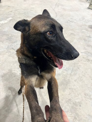 female Belgian Molino dog