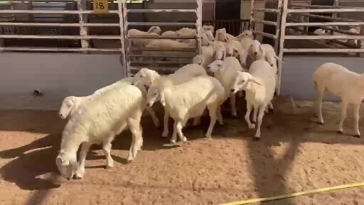 رخال حريات مع فحلين