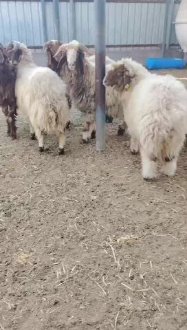 زبايح سمان وطيبه بلديه