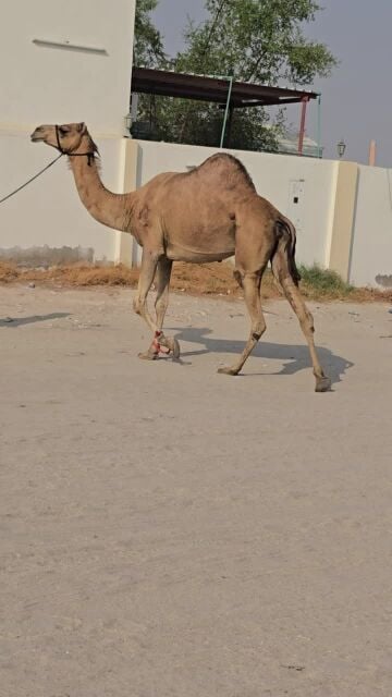 عمانيه مدني