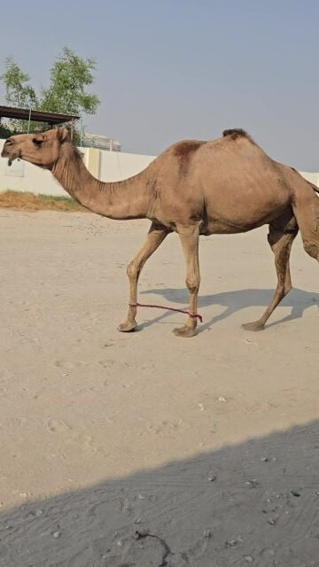عمانيه خلص