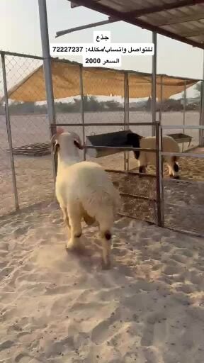 جذع