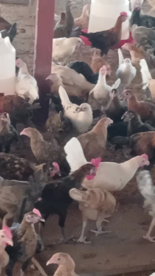 Goldern chiken farms