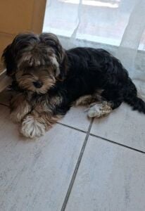 Morkie
