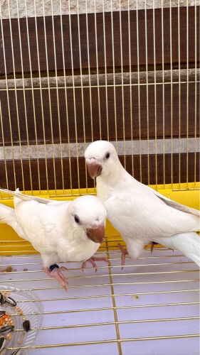 زوج كويكر اليف 