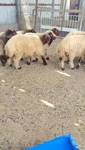 طليان سوري طيبه