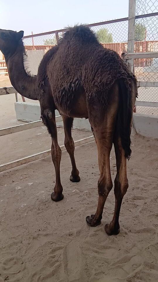 للبيع قعود عقيره