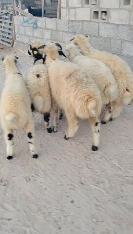 طليان ورخال زبايحه طيبه ماشاءالله
