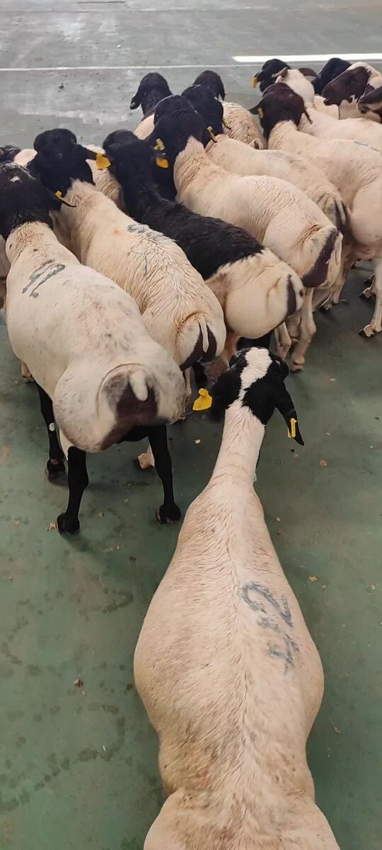 New Big Sheep