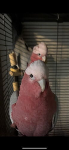exhanging my female galah for male