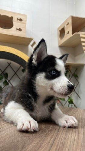 Male Husky Puppy