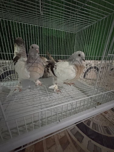 حمام مكس 