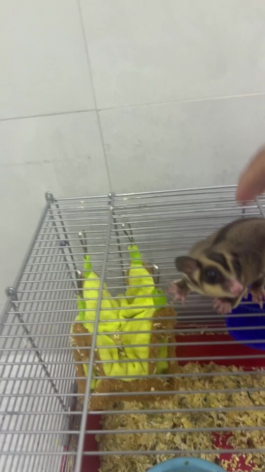 زوج سنجاب طائر اليف 