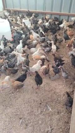 ,فروخ دجاج