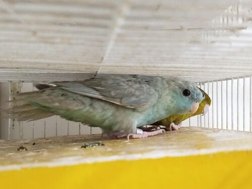 lineolated parakeet pair