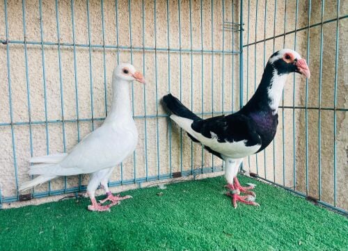 carrier breeding pair