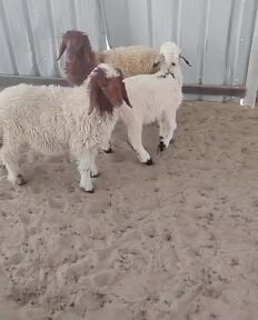 للبيع طليان 