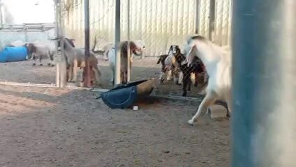 فحل طيب وحار وجروم وحجم صنف