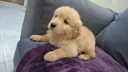golden retriever