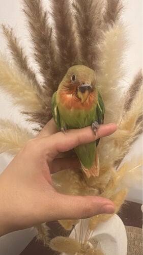 Lovebird chick