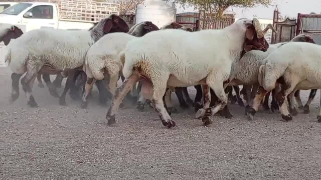شويهات سوريه دبس