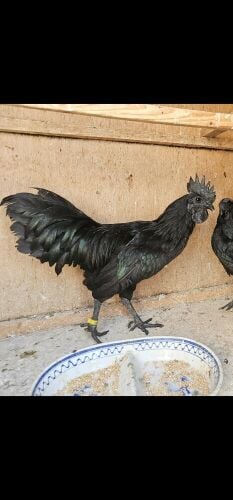 Healthy Indonesian egg laying pair