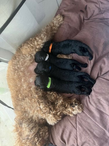 toy poodle puppies for reservation 