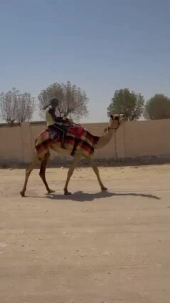 بعير قليصه ثاني