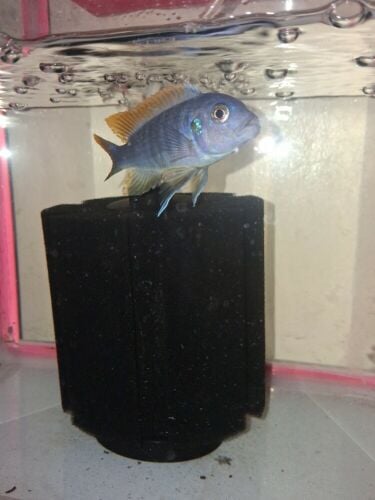 Cichlid Male