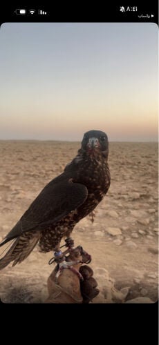 جير تبع