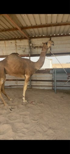 بكره فرديه مهجنه 