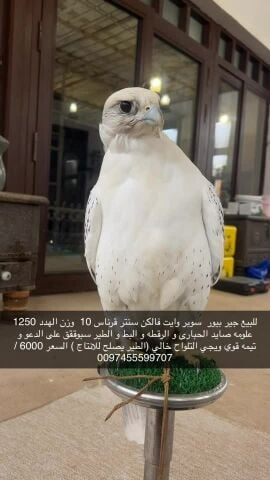للبيع بيور