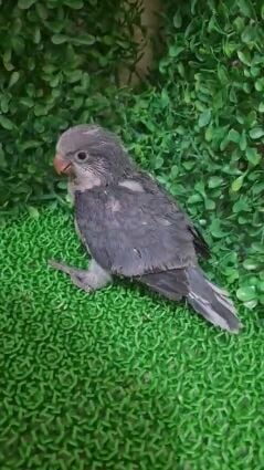 Quaker Voilet