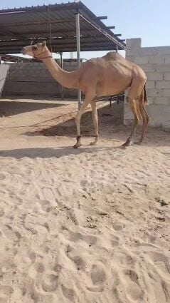 بكره لقيه الاب ولد الوعي